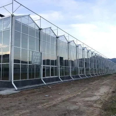 Nhà kính thủy tinh Trung Quốc Venlo cho Trung Đông