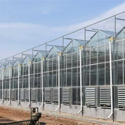 China Venlo Glass Greenhouse For Middle East