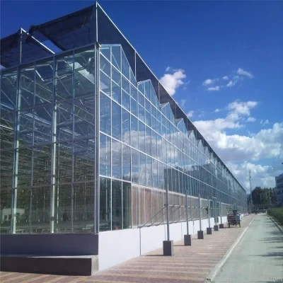 China Venlo Glass Greenhouse For Middle East