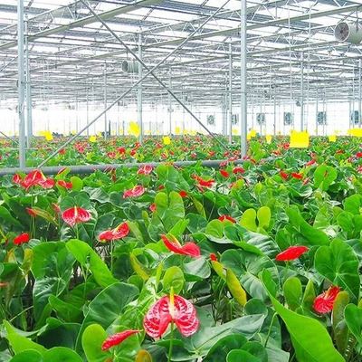 China Venlo Glass Greenhouse For Middle East