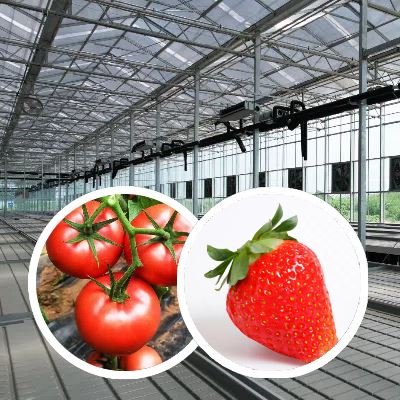 China Venlo Glass Greenhouse For Middle East